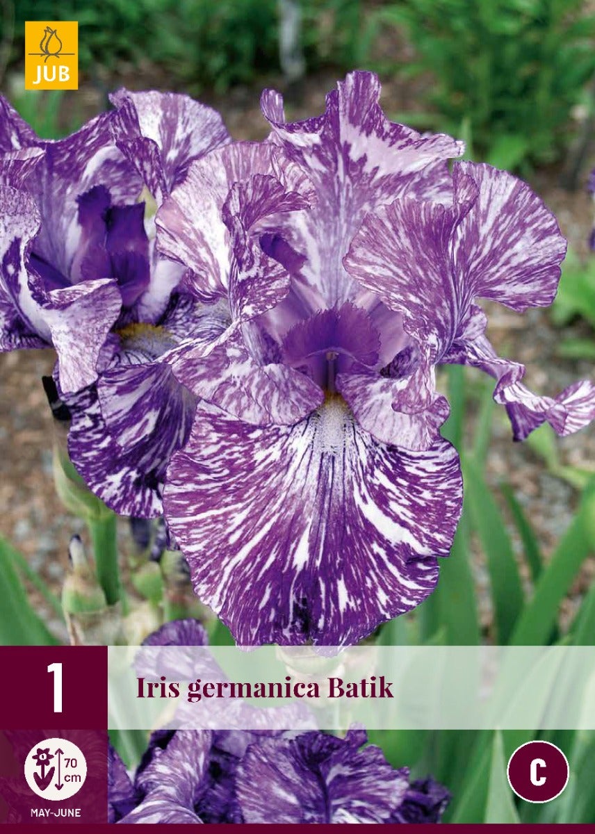 Iris Germanica Batik