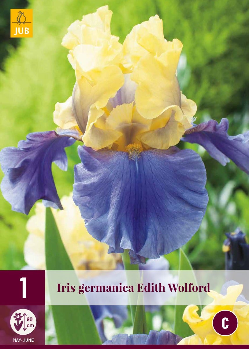Iris Germanica Edith Wolford