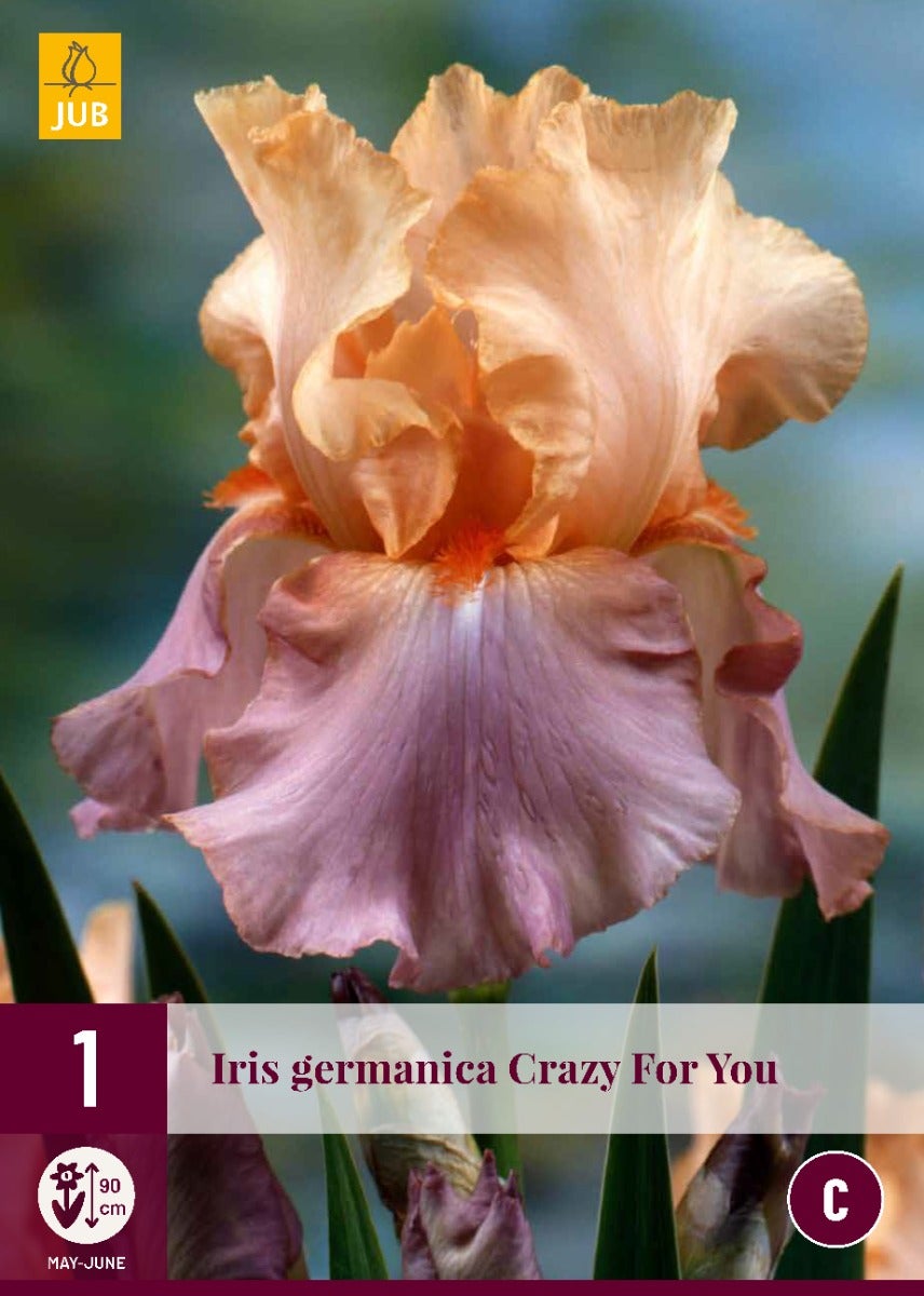 Iris Germanica Crazy For You