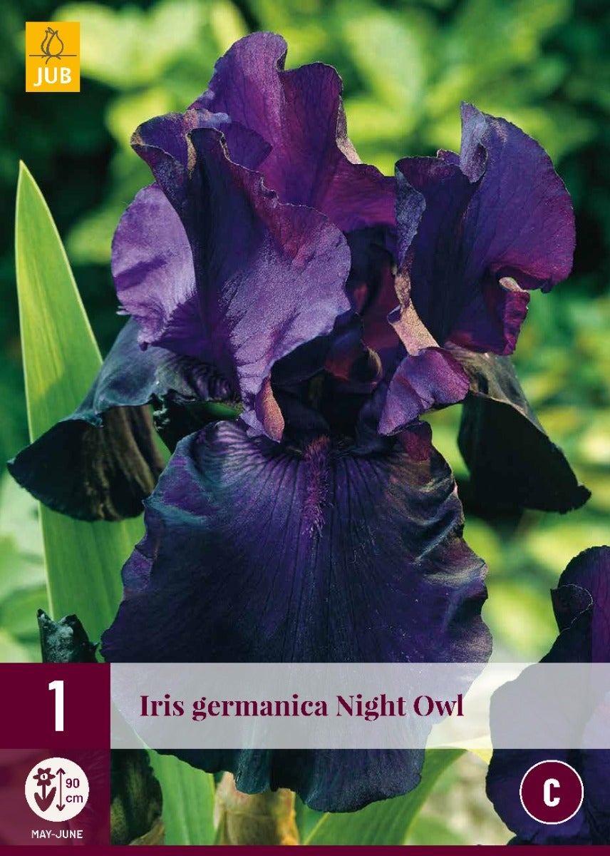 Iris Germanica Night Owl