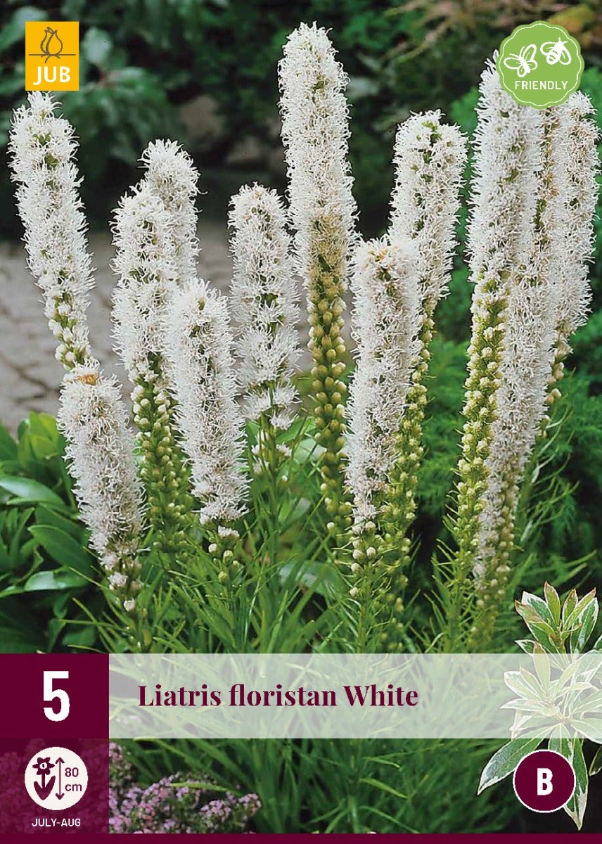 Liatris Spicata Floristan White