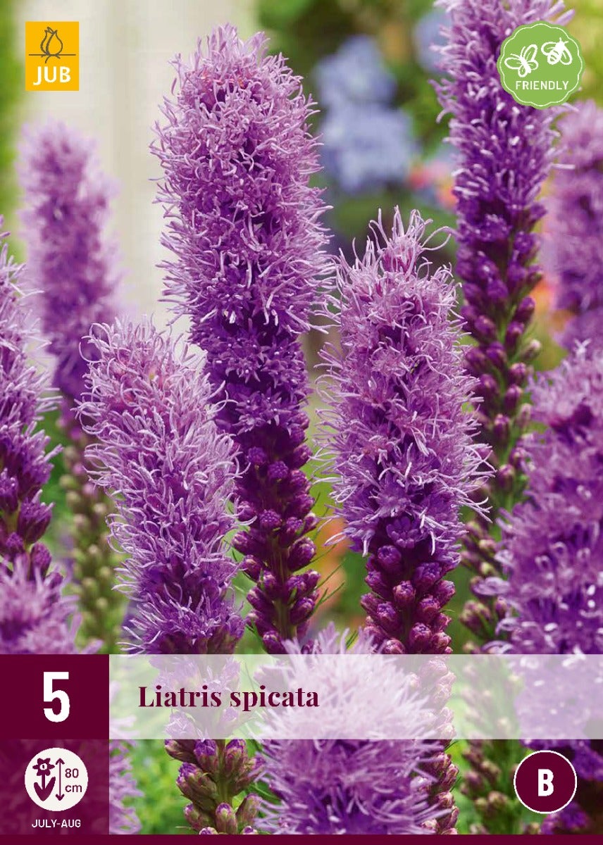 Liatris Spicata