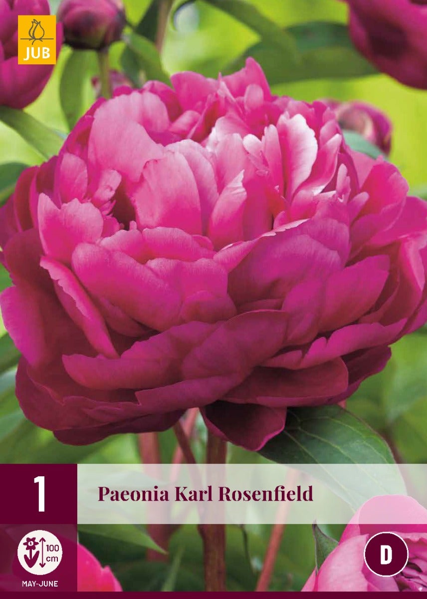 Paeonia Karl Rosenfield