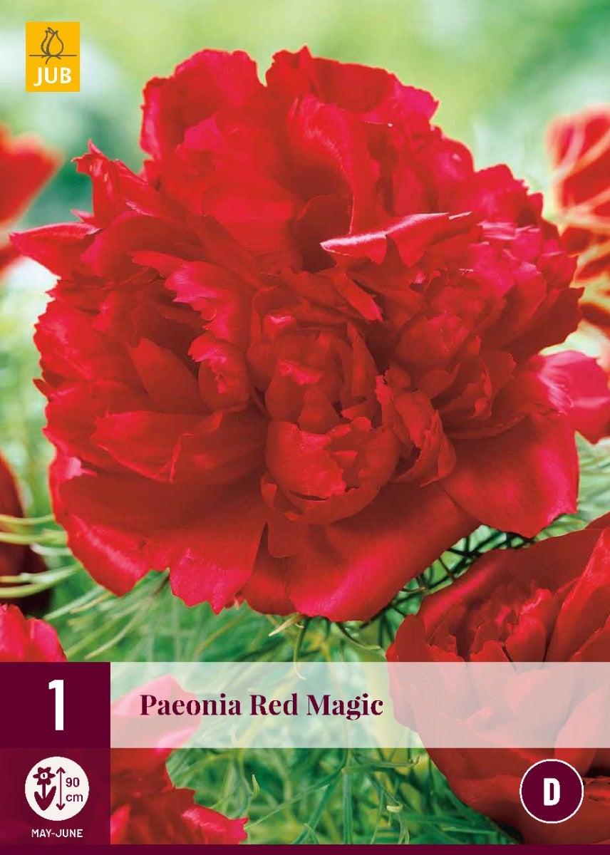 Paeonia Red Magic