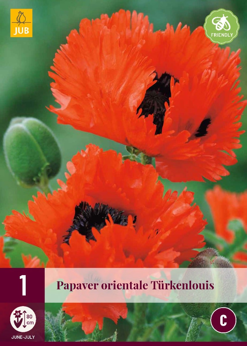 Papaver Orientale Türkenlouis