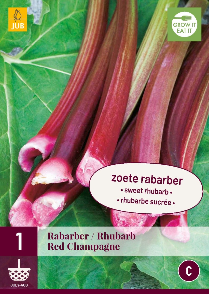 Rheum/Rabarber Red Champagne