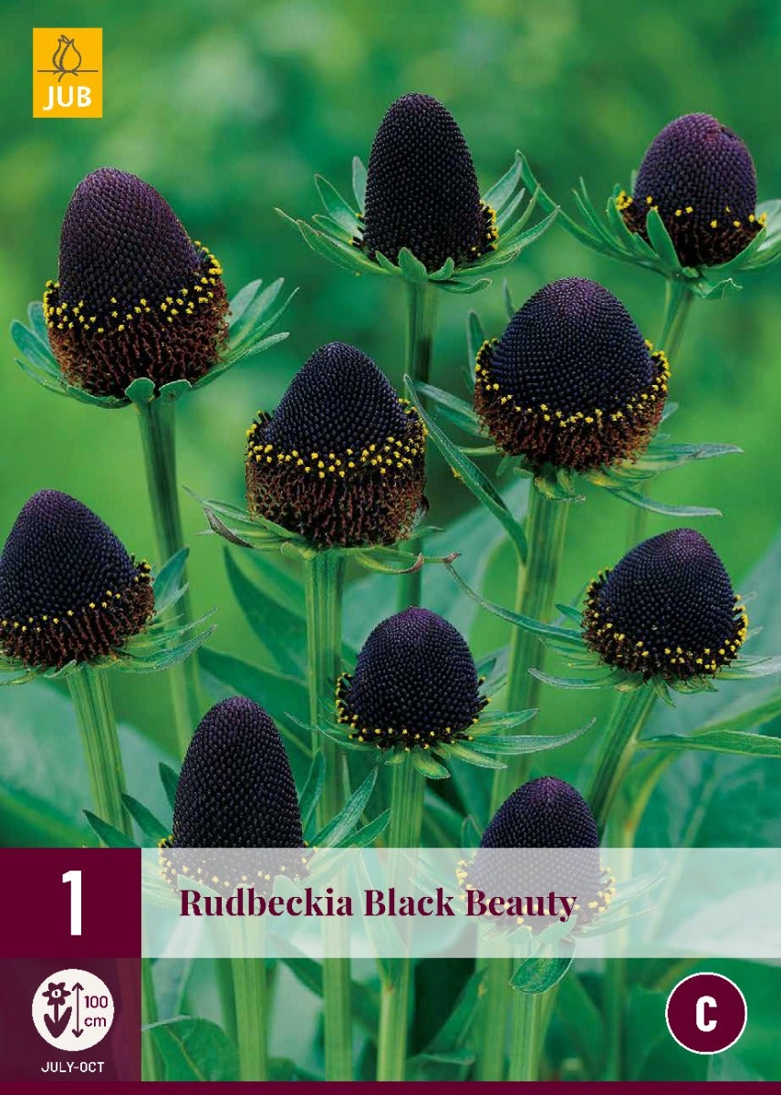 Rudbeckia Black Beauty