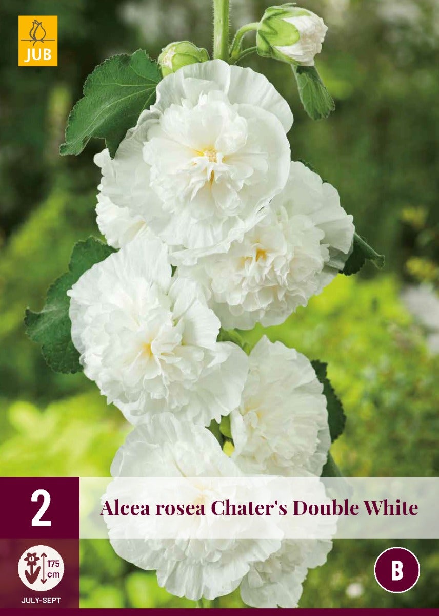 Alcea Rosea Double White