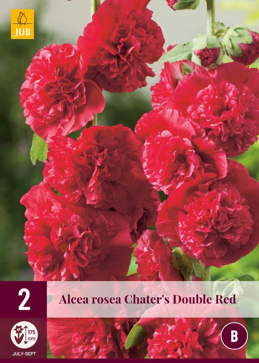 Alcea Rosea Double Red