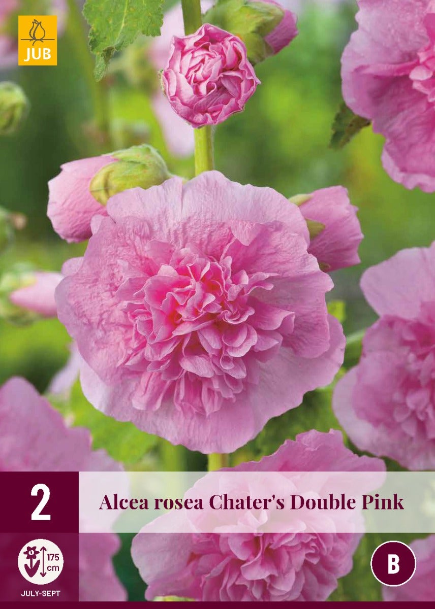 Alcea Rosea Chater'S Double Pink