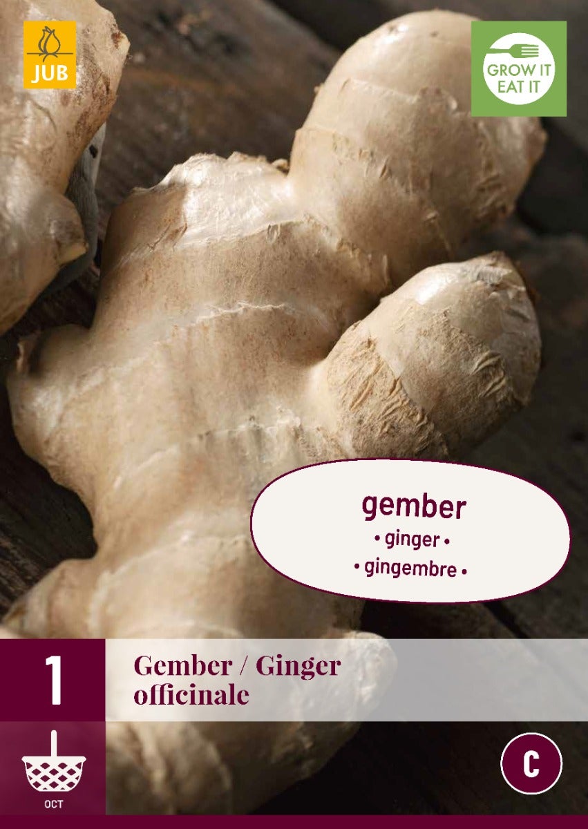 Zingiber Officinale
