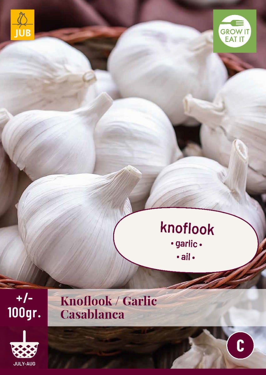 Knoflook Casablanca