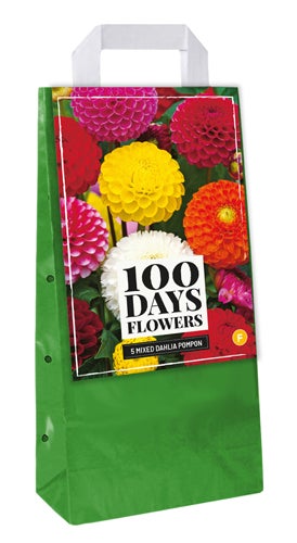 Draagtas 5 Dahlia Pompon Mix