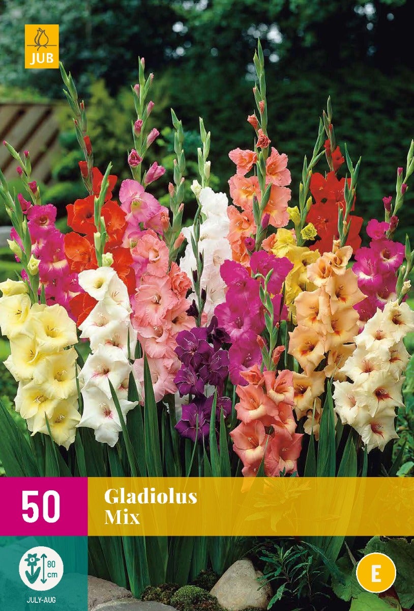 Gladiolus Mix
