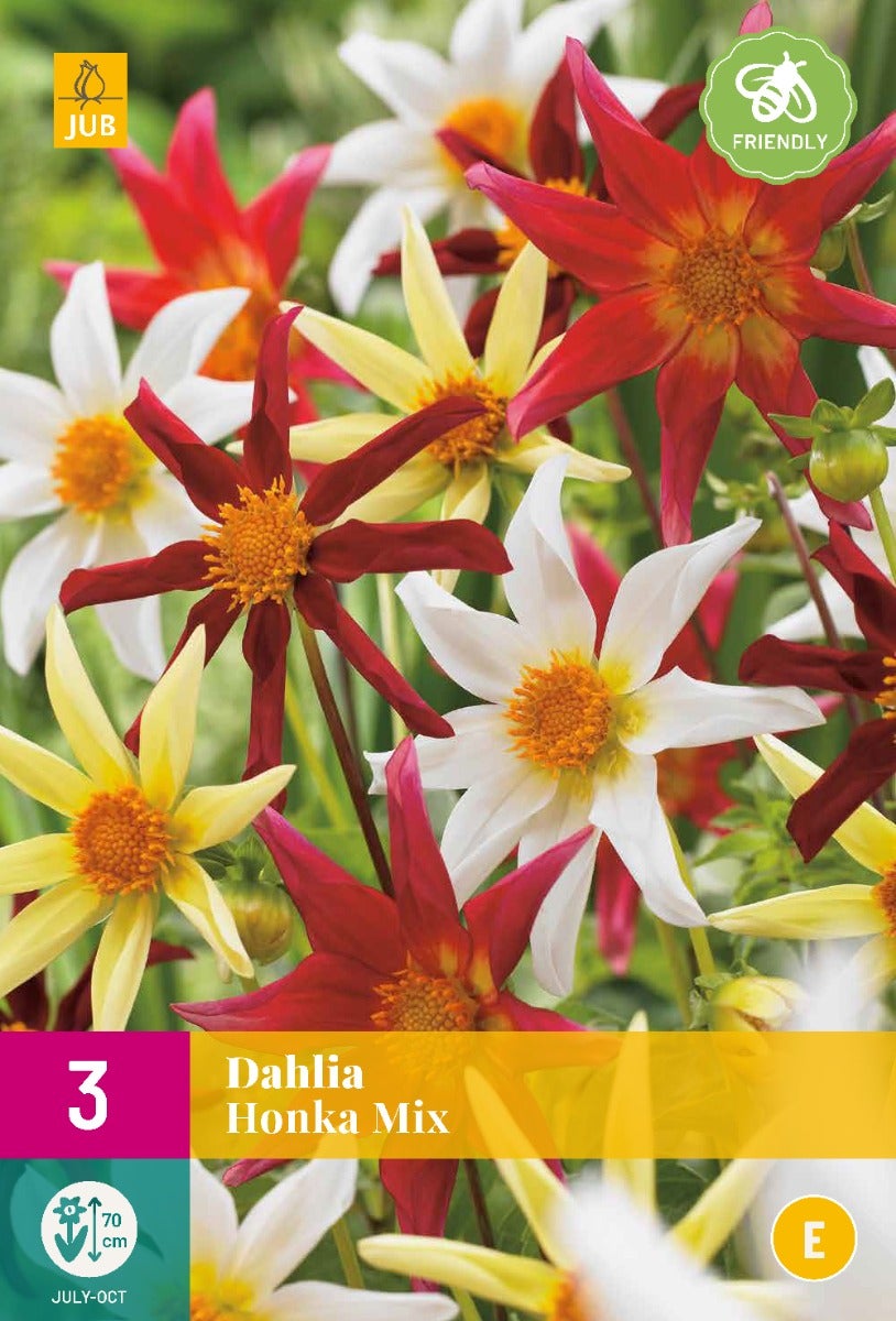 Dahlia Honka Mix