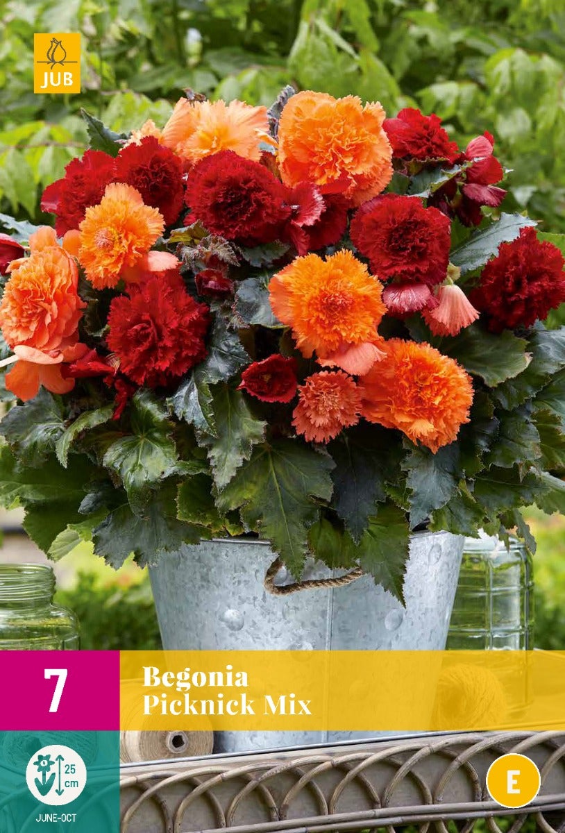 Begonia Picknick Mix