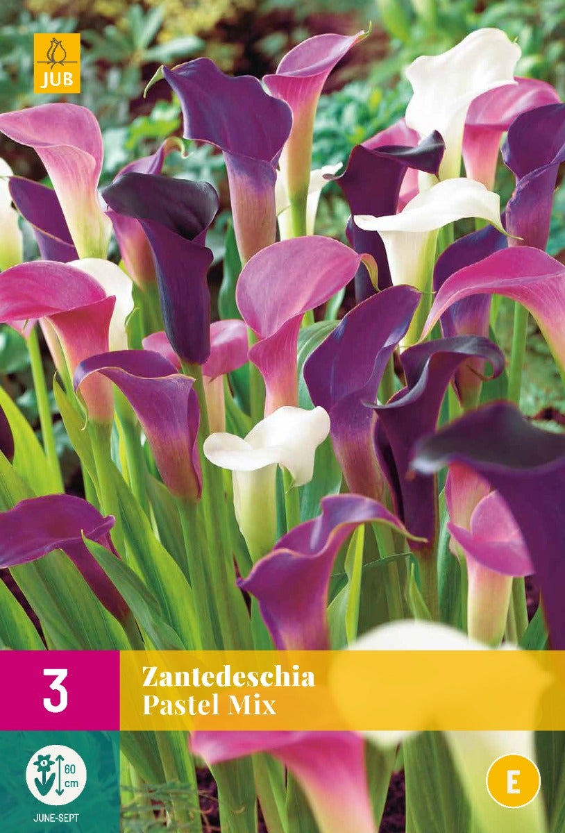 Zantedeschia Pastel Mix