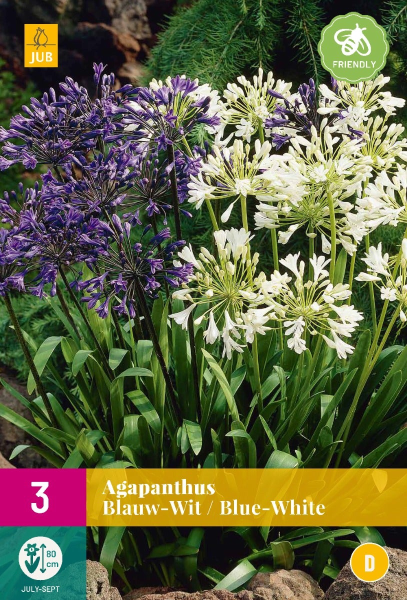 Agapanthus Blauw-Wit