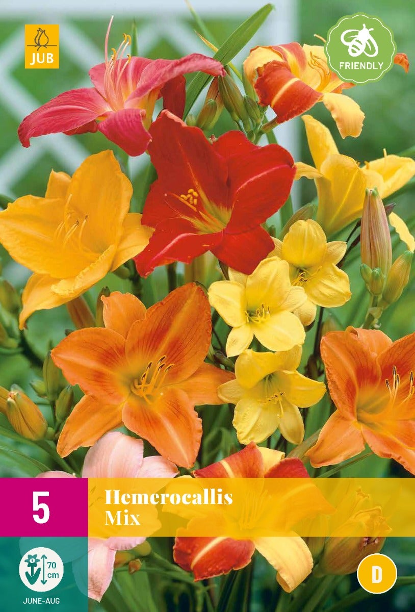 Hemerocallis Mix