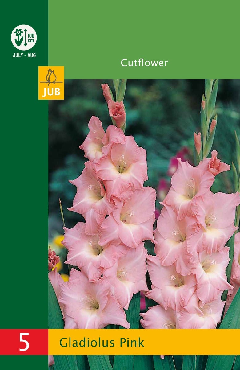 Low Budget Gladiolus Pink