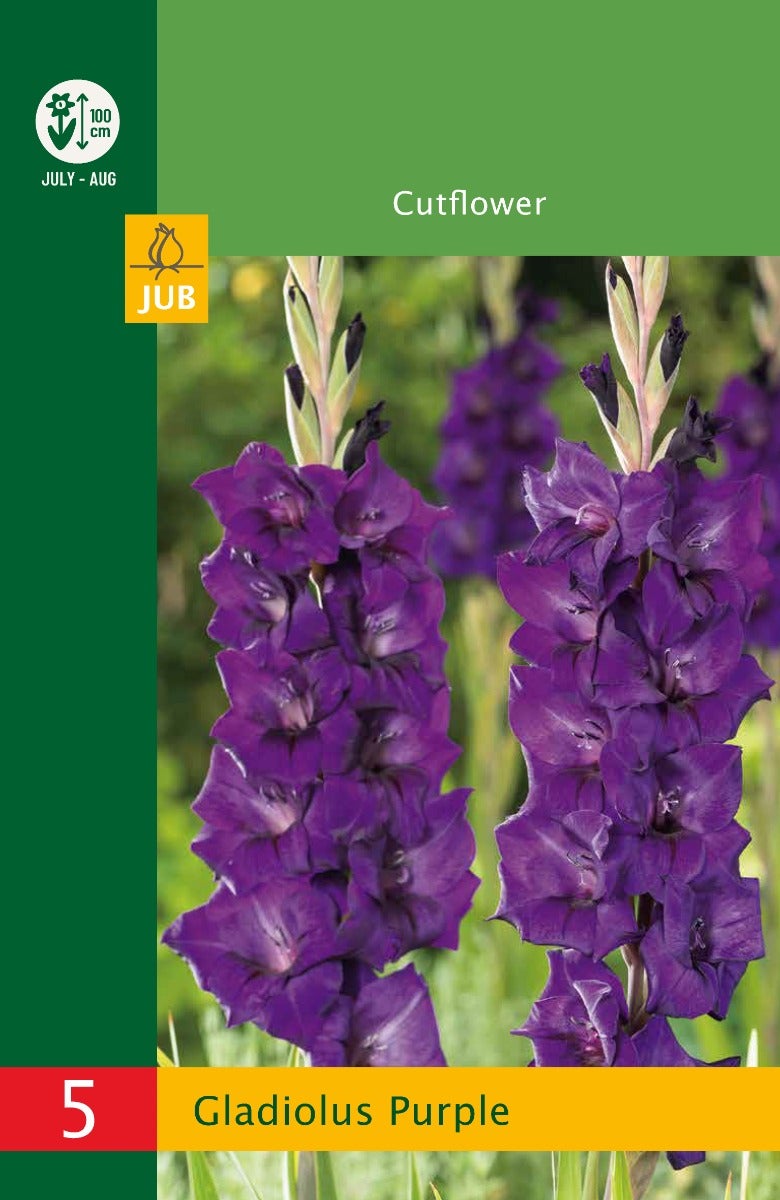Low Budget Gladiolus Purple