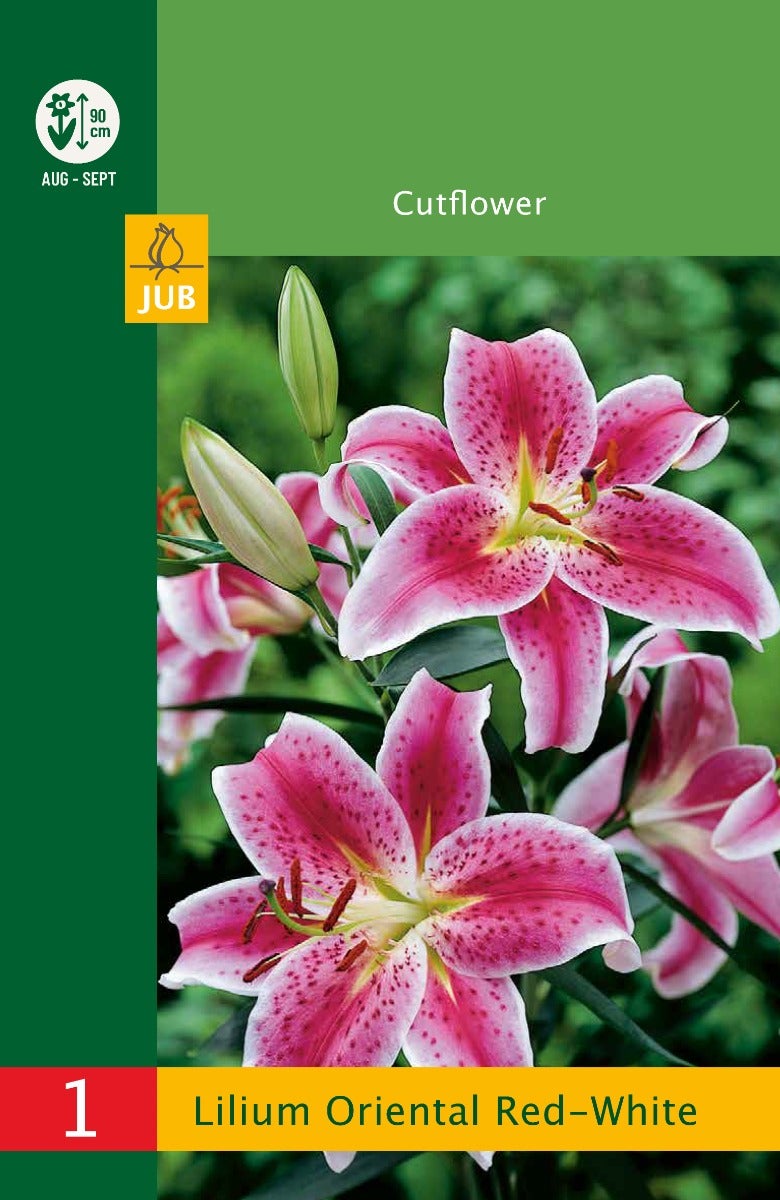Low Budget Lilium Oriental Red-White