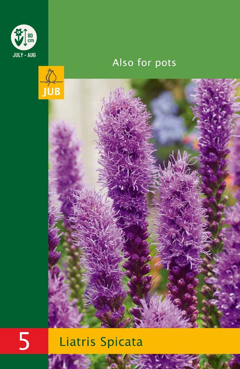Low Budget Liatris Spicata