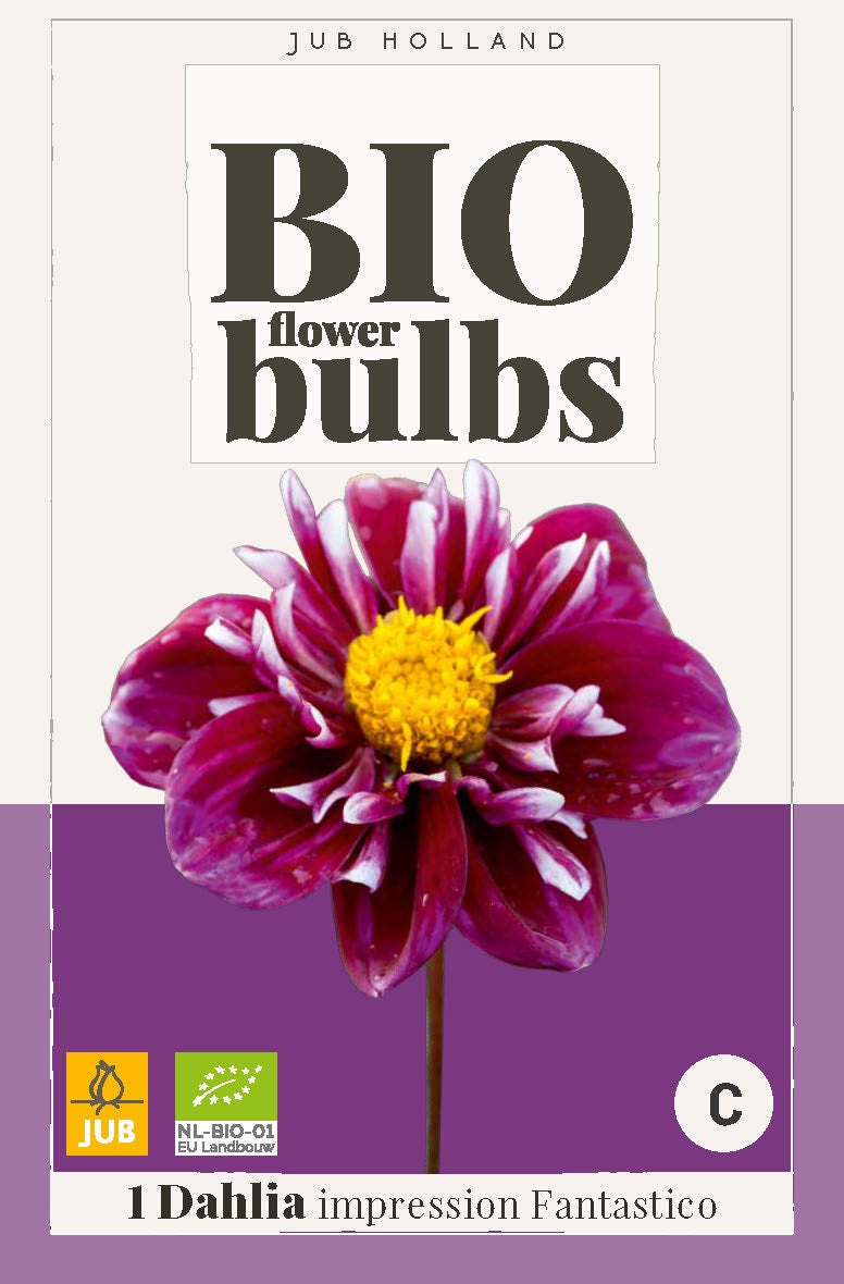 Bio Dahlia Impression Fantastico