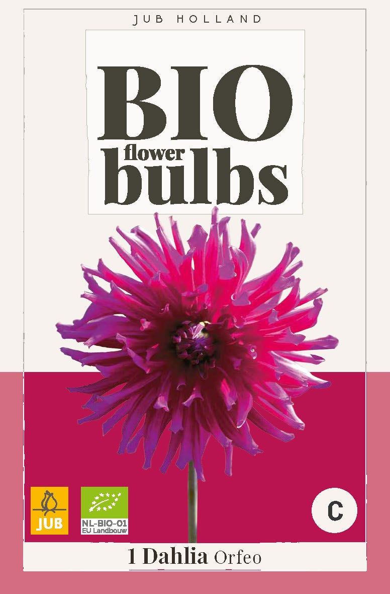 Bio Dahlia Orfeo