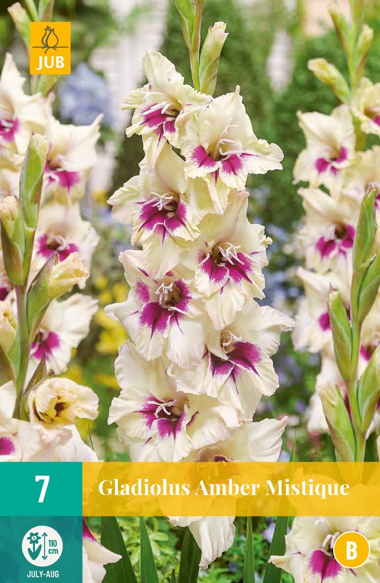 Gladiolus Amber Mistique