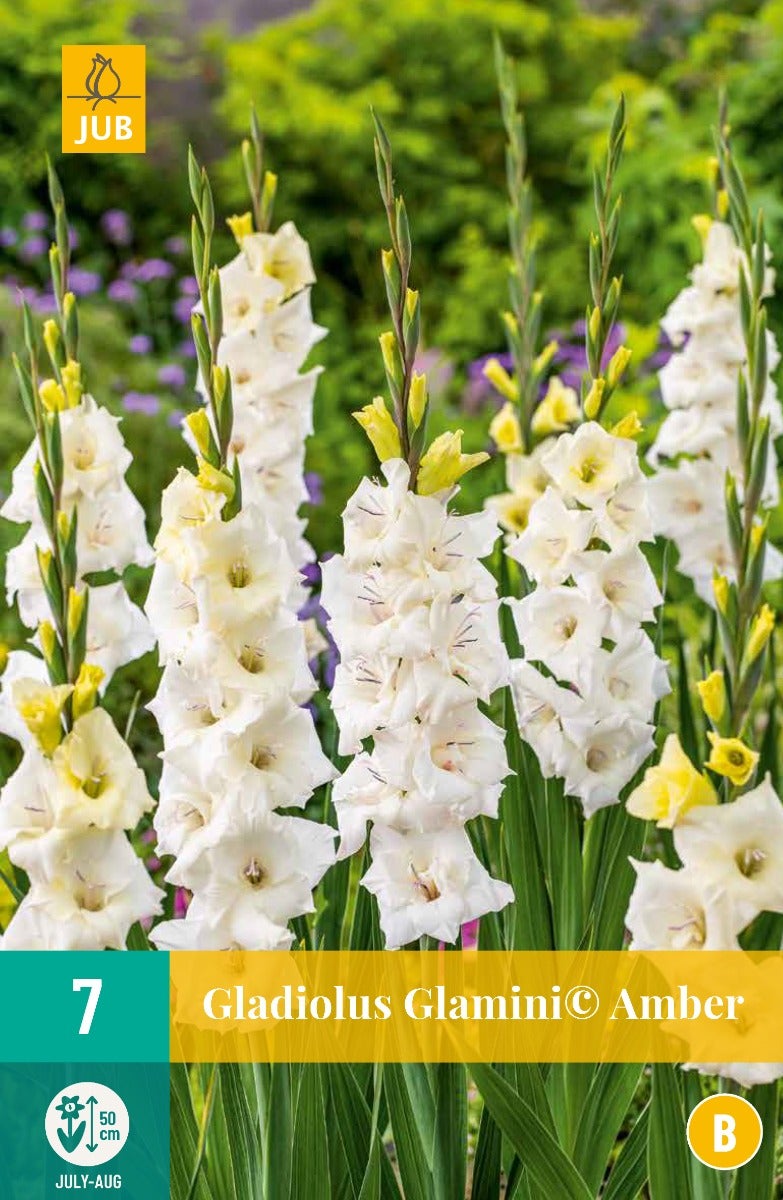Gladiolus Glamini© Amber