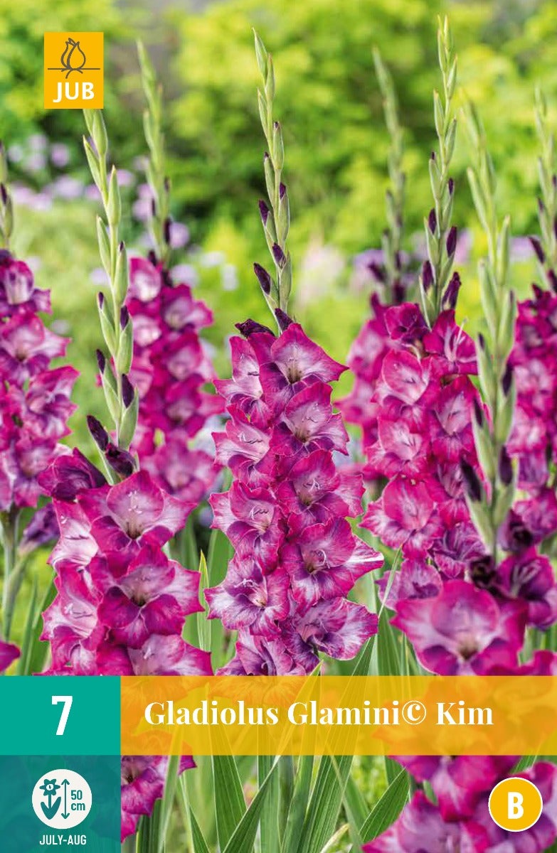 Gladiolus Glamini© Kim
