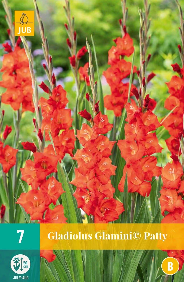 Gladiolus Glamini© Patty