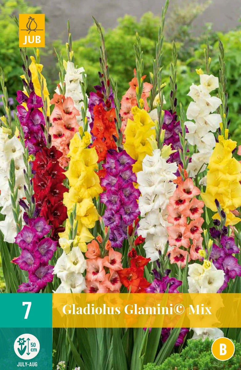 Gladiolus Glamini© Mix