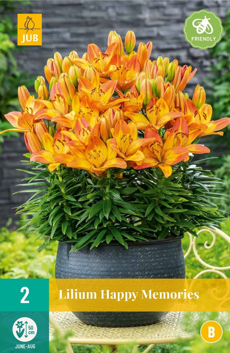 Lilium Happy Memories