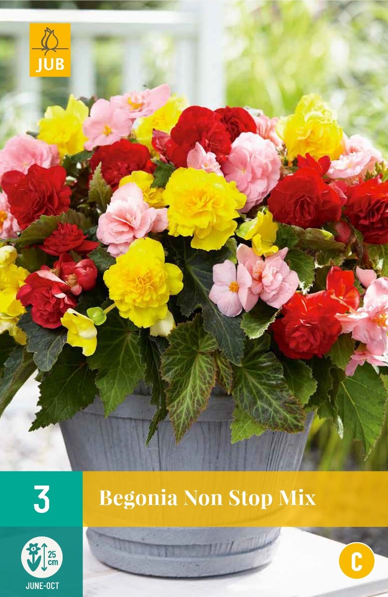 Begonia Non Stop Mix