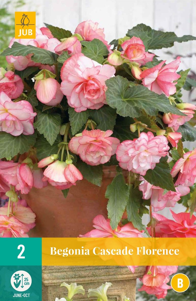 Begonia Cascade Florence
