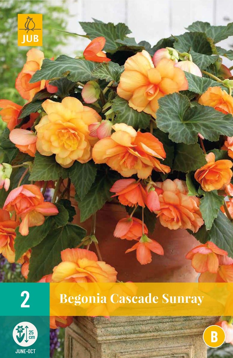 Begonia Cascade Sunray