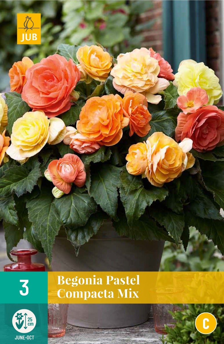 Begonia Pastel Compacta Mix