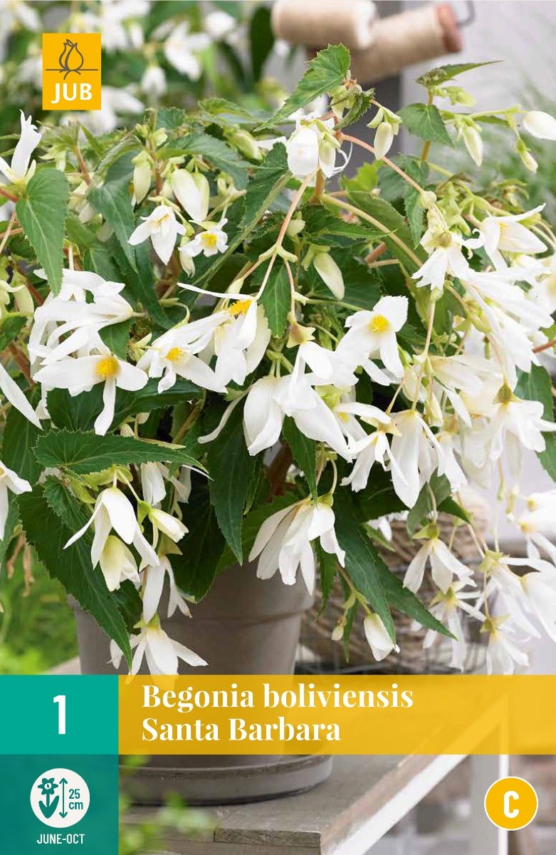 Begonia Boliviensis Santa Barbara