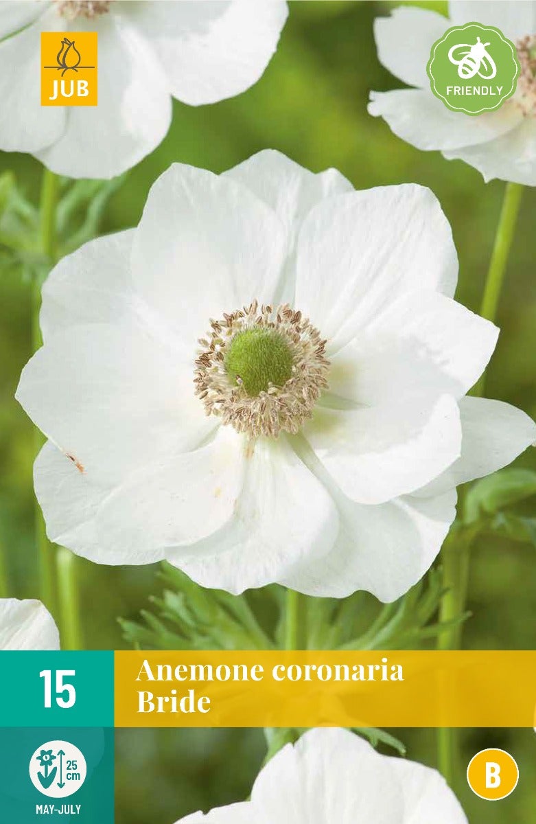 Anemone Coronaria Bride