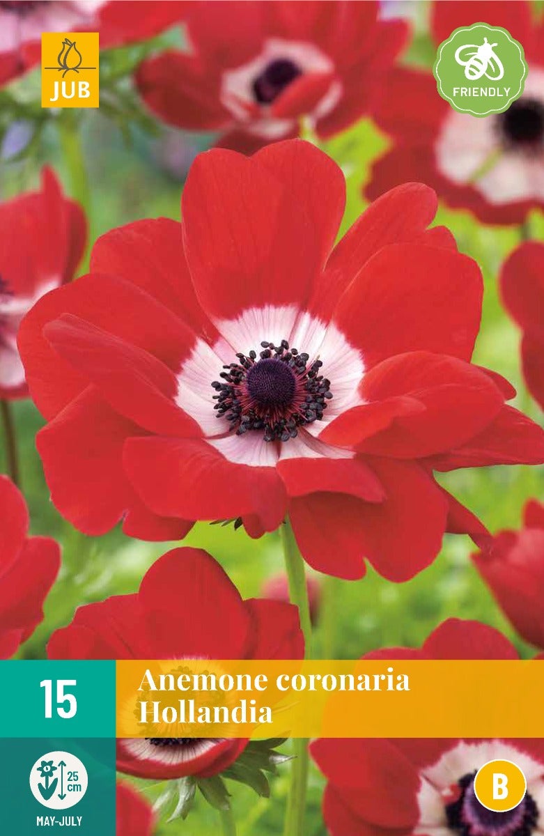 Anemone Coronaria Hollandia