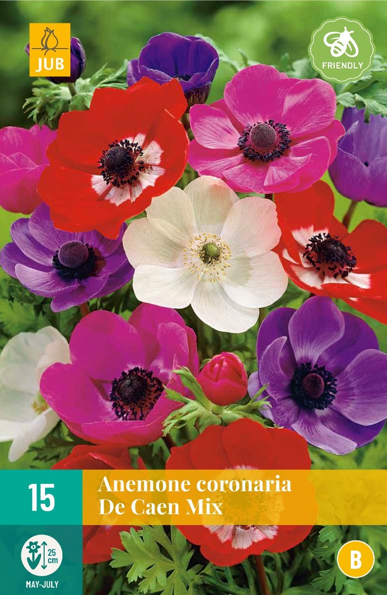 Anemone Coronaria De Caen Mix