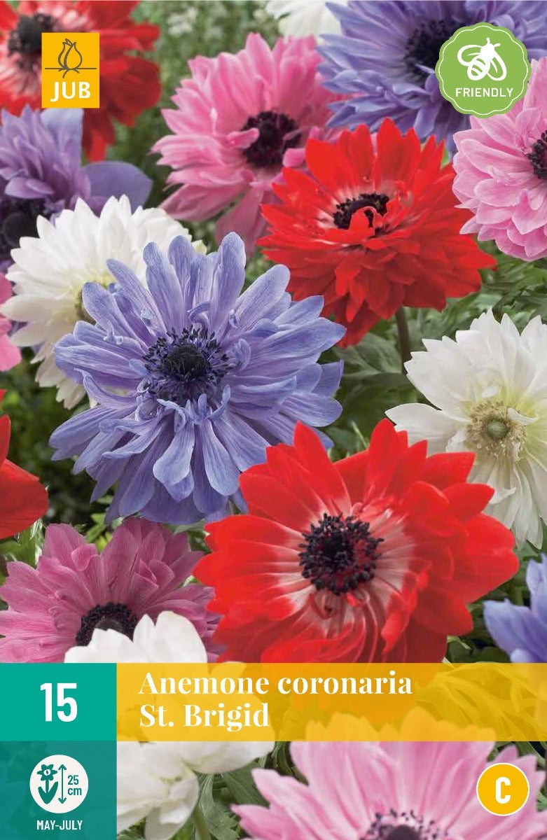 Anemone Coronaria St. Brigid Mix