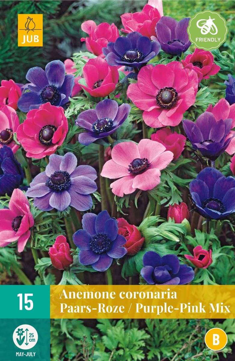 Anemone Coronaria Paars/Roze Mix