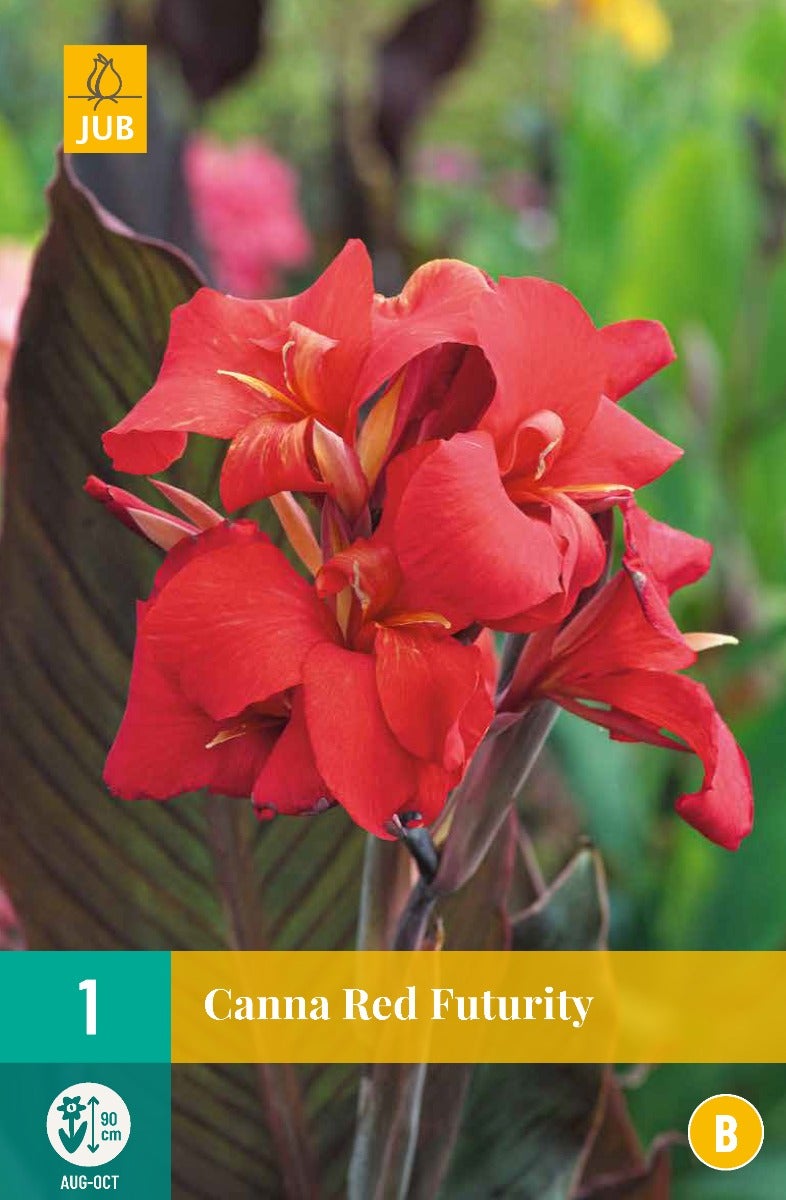 Canna Red Futurity