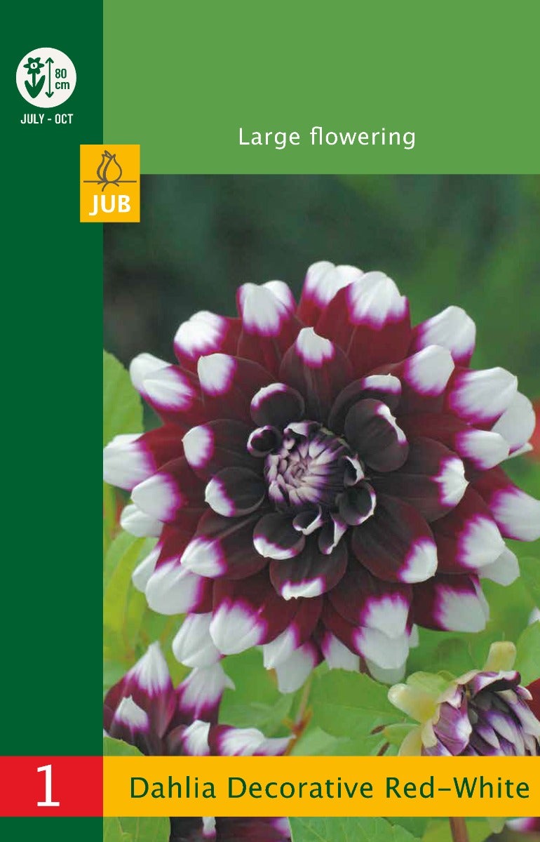 Low Budget Dahlia Decorative Red-White