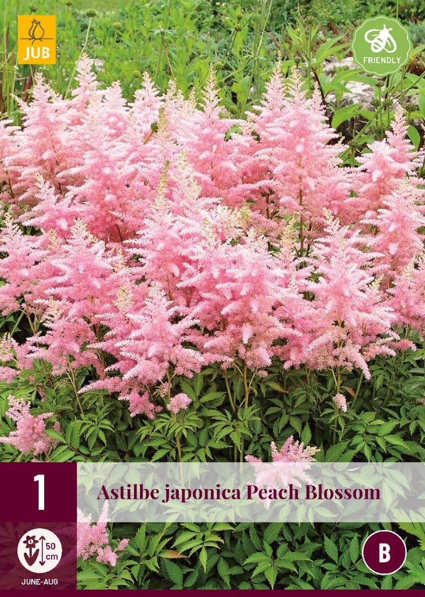 Astilbe Japonica Peach Blossom