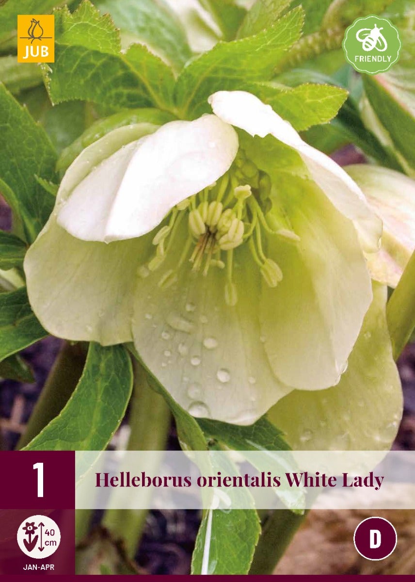 Helleborus Orientalis White Lady