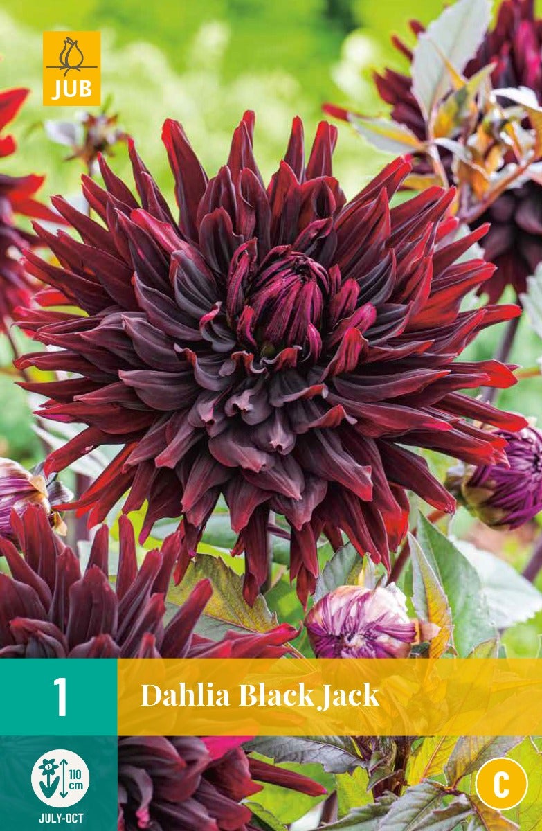 Dahlia Black Jack